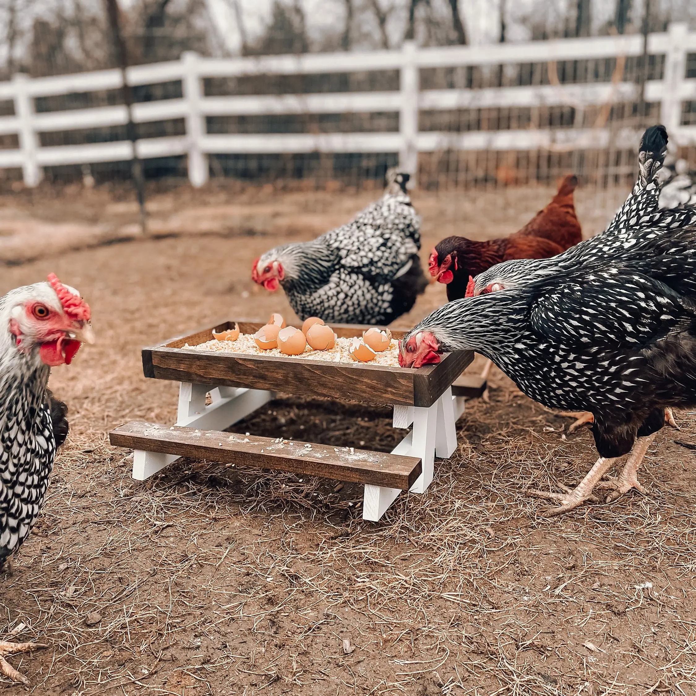 2024 New Chicken Coop Accessories Chicken Feeder Pet Feeder Mini Picnic Table Chicken Picnic Table for Outside Poultry