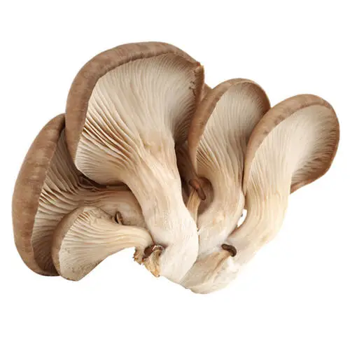 
Cheap IQF frozen oyster mushroom 