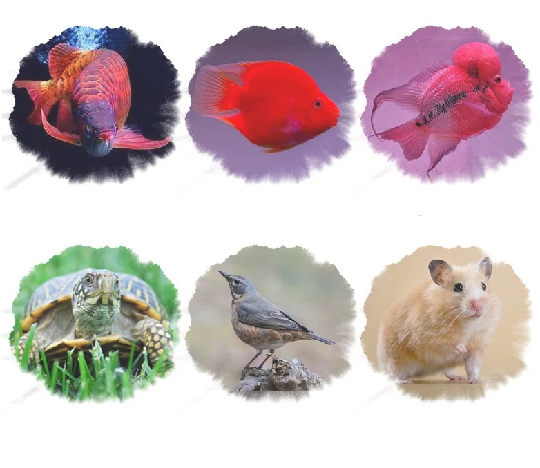 Hamster Food Supplies Black Soldier Fly Larvas as Worm Meal