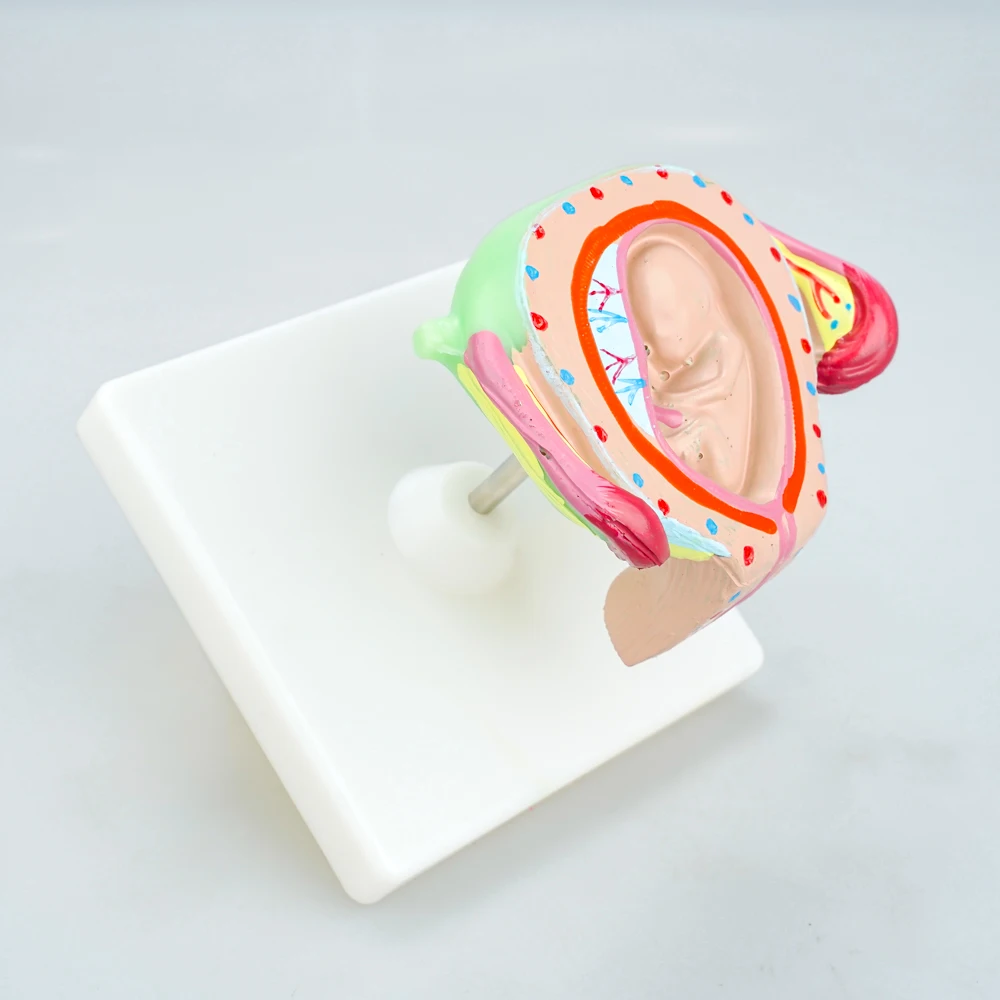 Female pelvic appendage full-term fetal model nine months gestation and development fetal uterus reproductive model