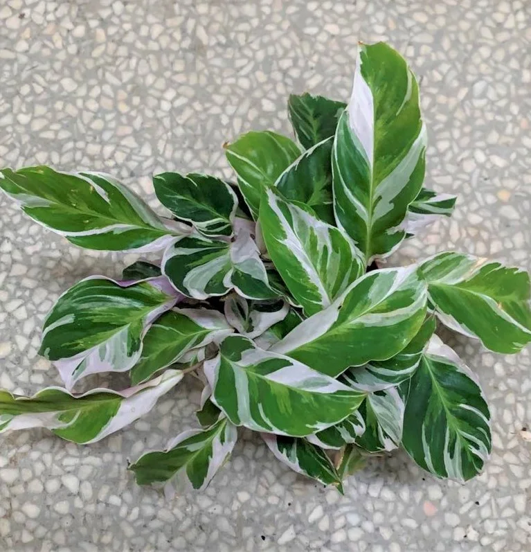  Оптовая продажа продвижение Calathea Fusion белая листва живые растения