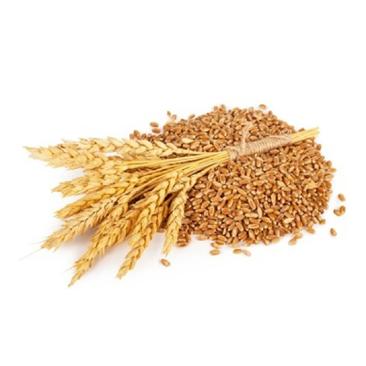 Bulk Supplier Selling Premium Quality 100% Organic Wheat / Wheat Grain at Low Market Price