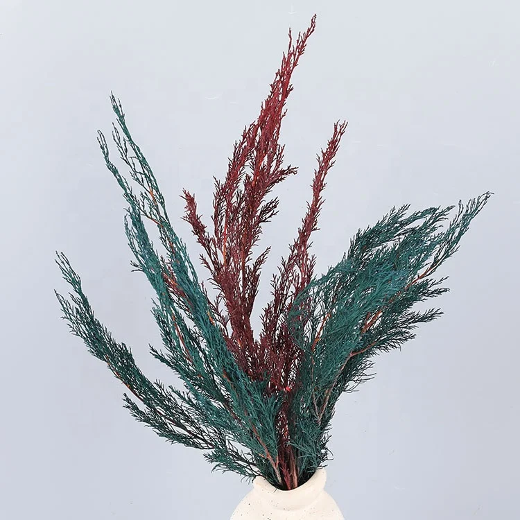 Immortal flower staghorn cypress cypress pine tree home furnishings shooting decorative props