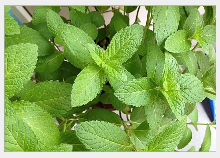 
High Quality 100% Natural Plant Extract Borneol Crystal/Borneol Powder CAS 507-70-0 