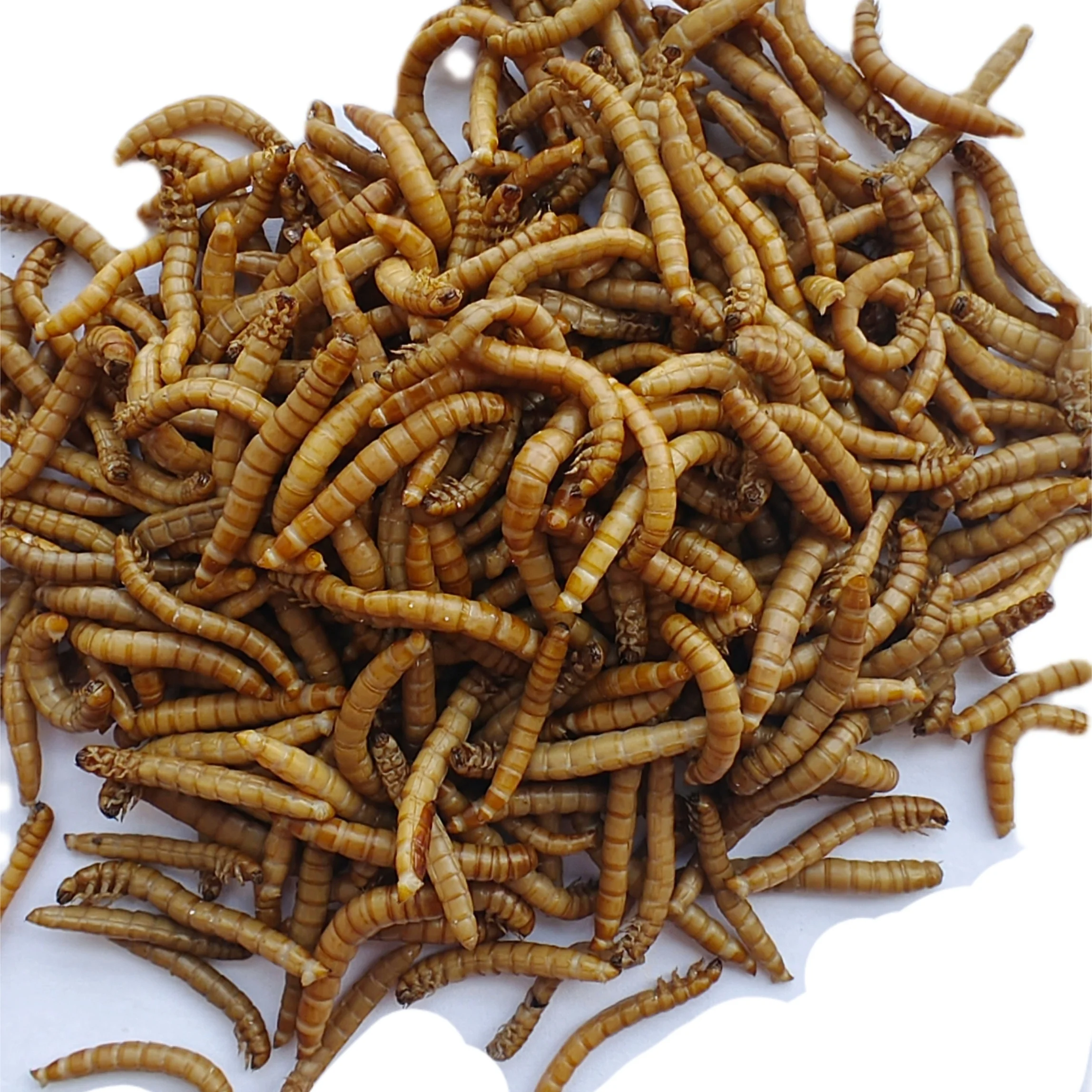 factory price high protein from animal worm fresh mealworm for cattle chicken lizard bird