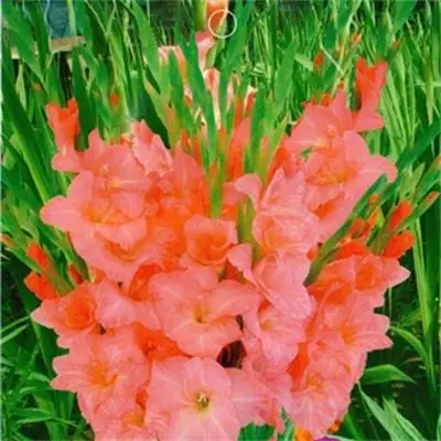 Прикосновение здоровый садовый пейзаж Гладиатор режет цветочные семена