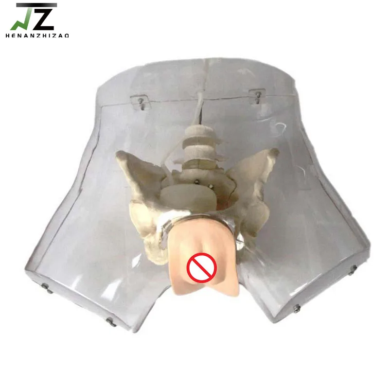 Transparent Female Urethral Catheterization Simulator Models