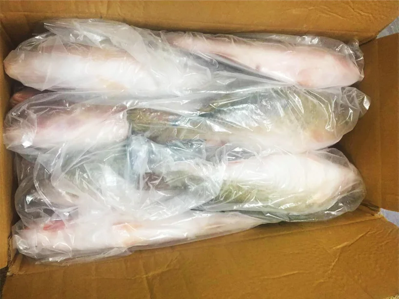 frozen red drum fish China export 700-1000g 1000-2000g 2000+g  whole round redfish 10lbs 1kg/bag bulk iwp