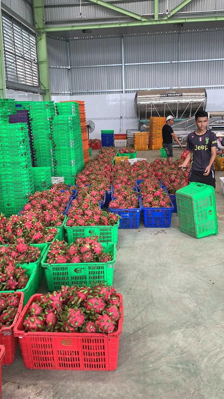 
High quality-fresh sweet dragon fruit from Viet Nam 