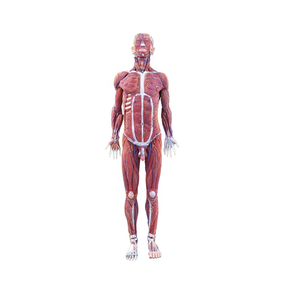 Soft Silicone Human Body Anatomy Model for Medical Education