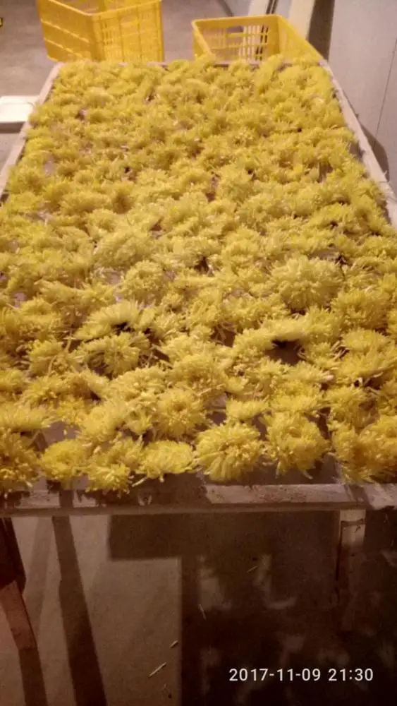 Heating industrial drying and curing machine Flower Jewelweed dehydrator