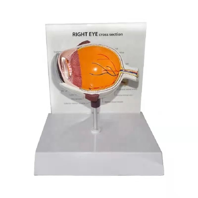 3D модель анатомической формы человеческого глаза для школы, модель для обучения биологии человеческого глазного яблока