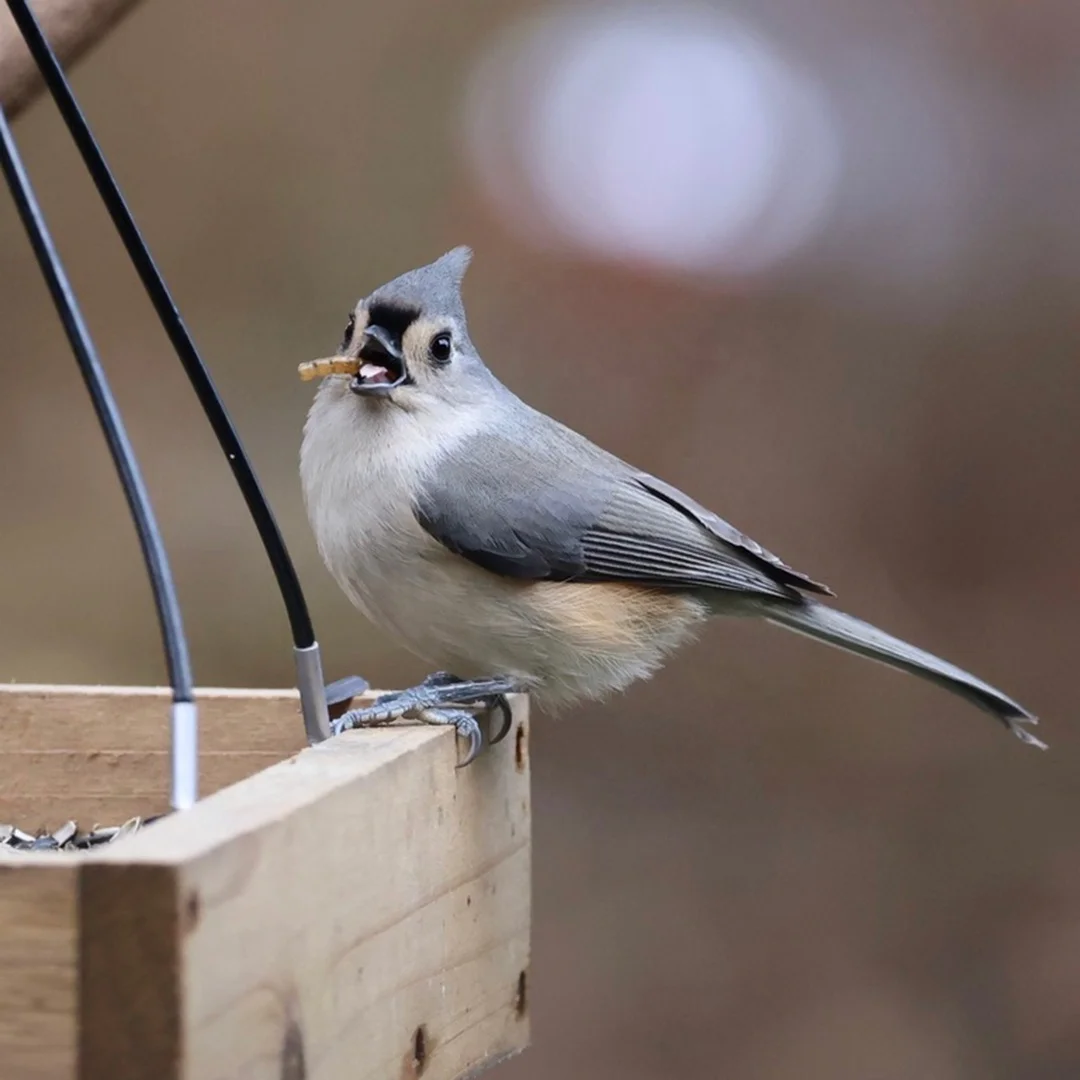 Yellow Mealworms Oil Fish Dog Feed