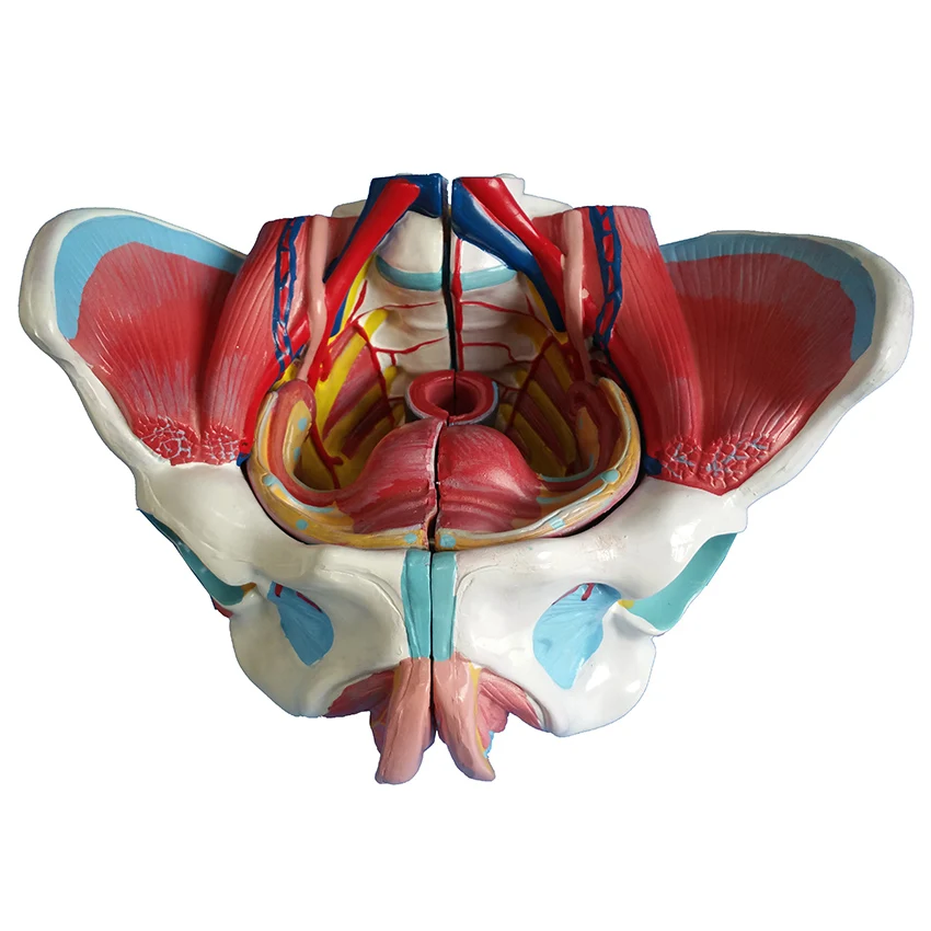 Medical Anatomical Female Pelvis Model with Genitals&Nervus Vascularis