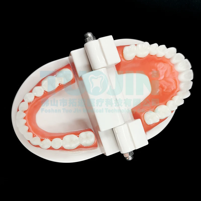 Dental Model Teeth Teaching Model Plastic Teeth Model For Dentist Dental Students Studying Education Display