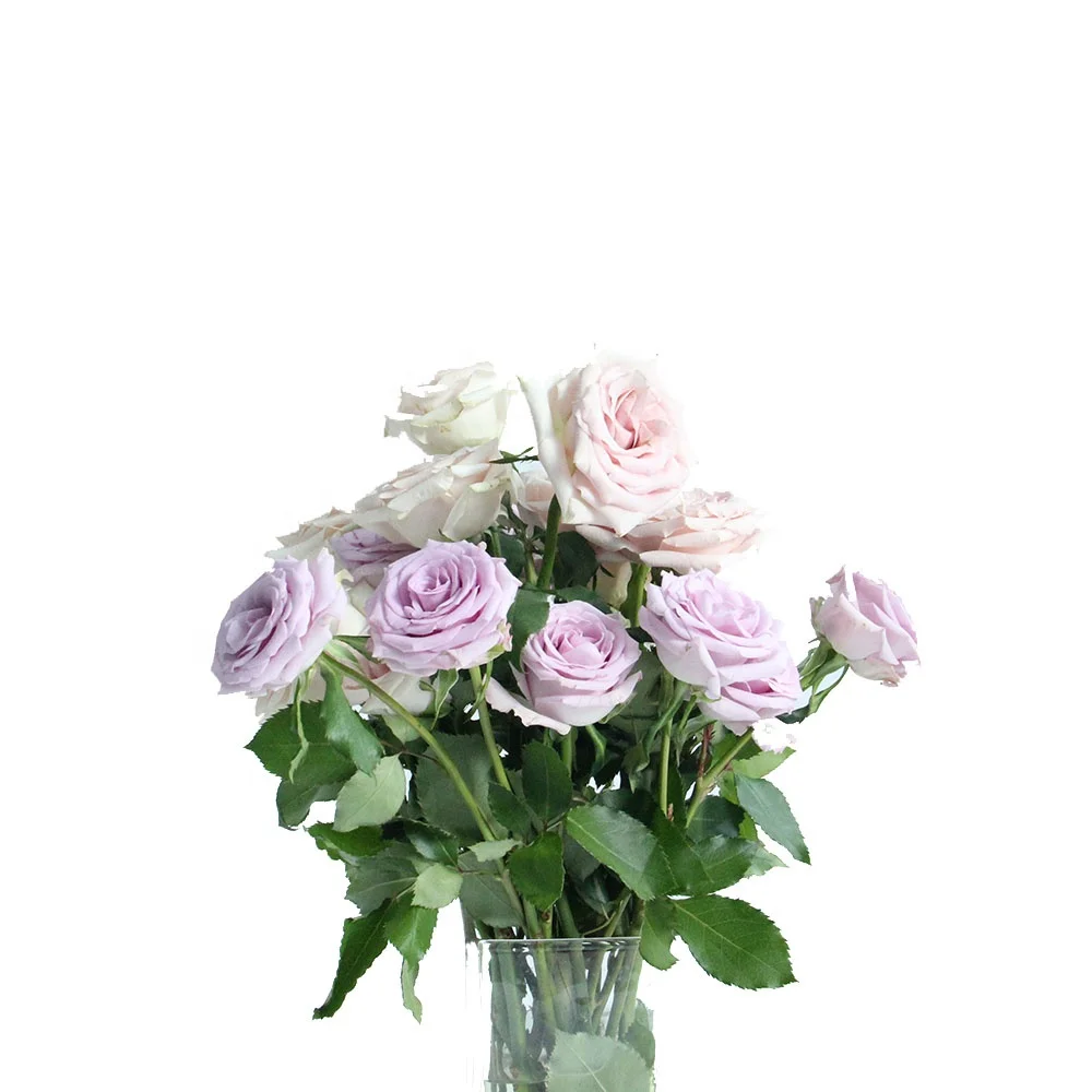 Wholesale Long Stem Natural Bulk Flowers Fresh Cut Roses The Ocean Song Roses A Grade From China