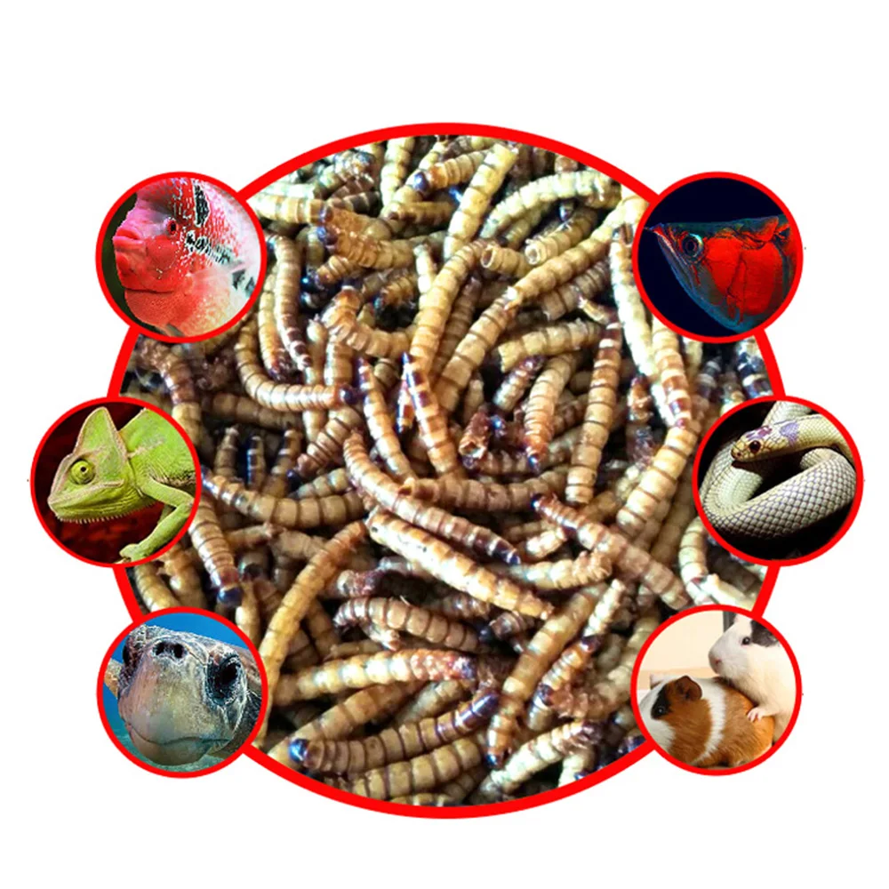 
Arowana Hamster Pet Food Feed Barley Bug Pet Mouse Food& Bird Food & Fish Food High Protein Mealworms 