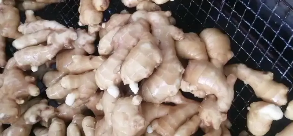 Ginger Yellow Top Quality Good For Your Health Best Price Good Price