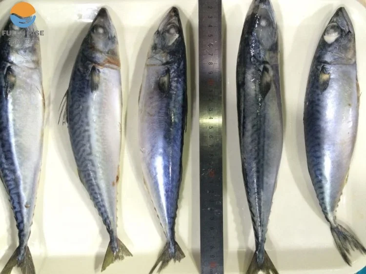 Замороженная скумбрия для Юго-Восточная скумбрия защитное покрытие для
