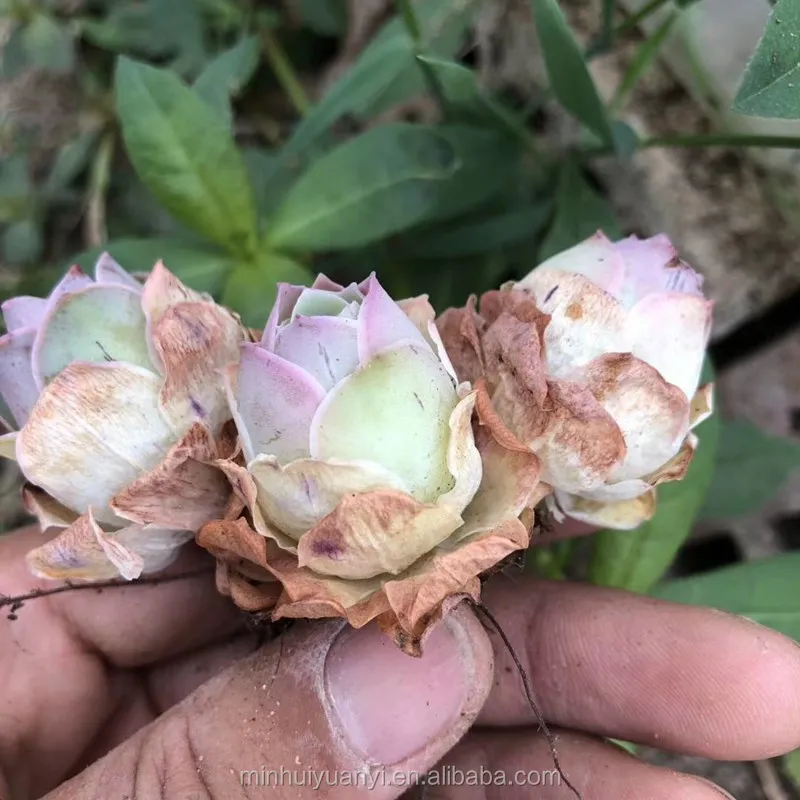 Wholesale of succulent plants Indoor ornamental plants   Greenovia