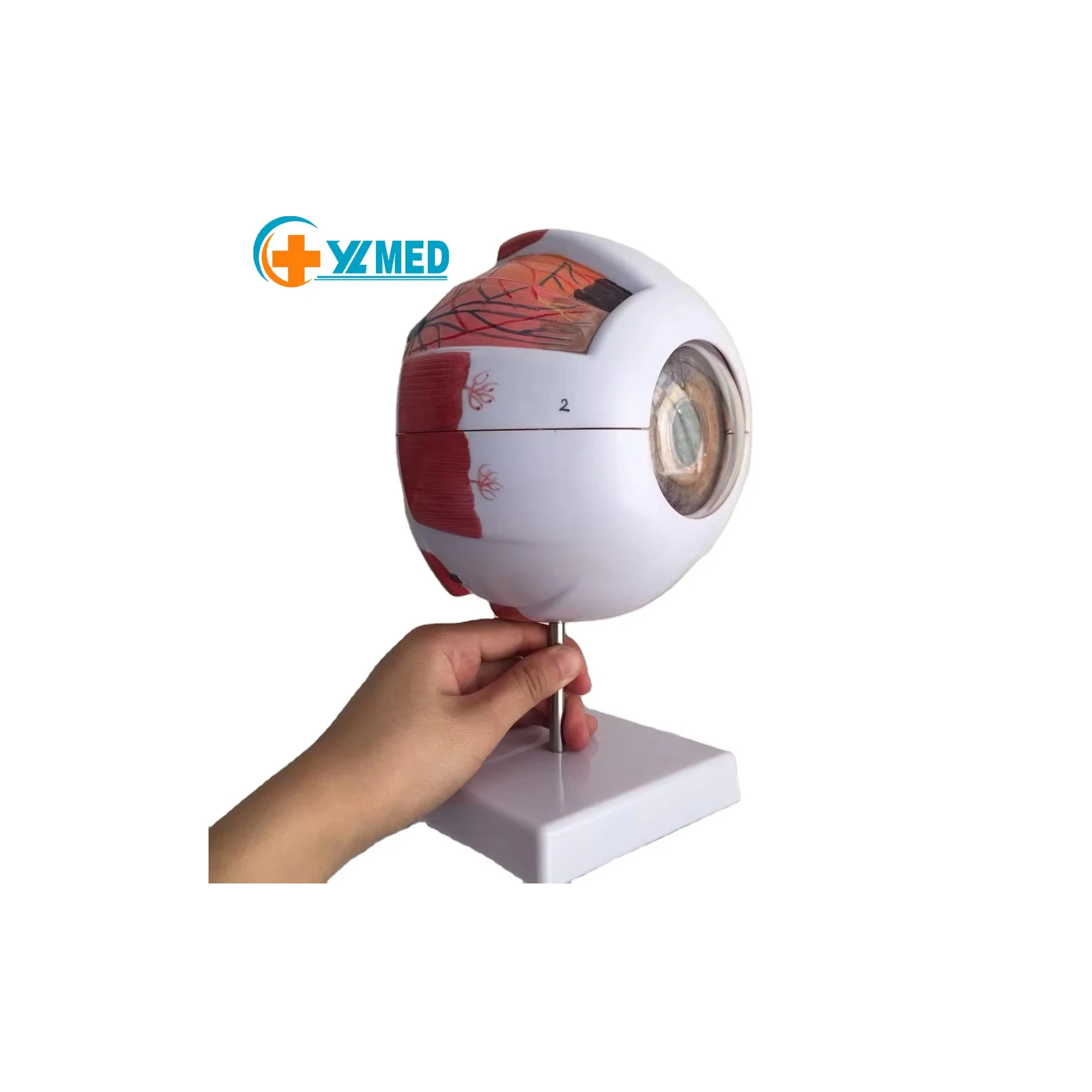 Factory popular medical science ophthalmology teaching display dedicated to the 6 times enlarged eyeball models