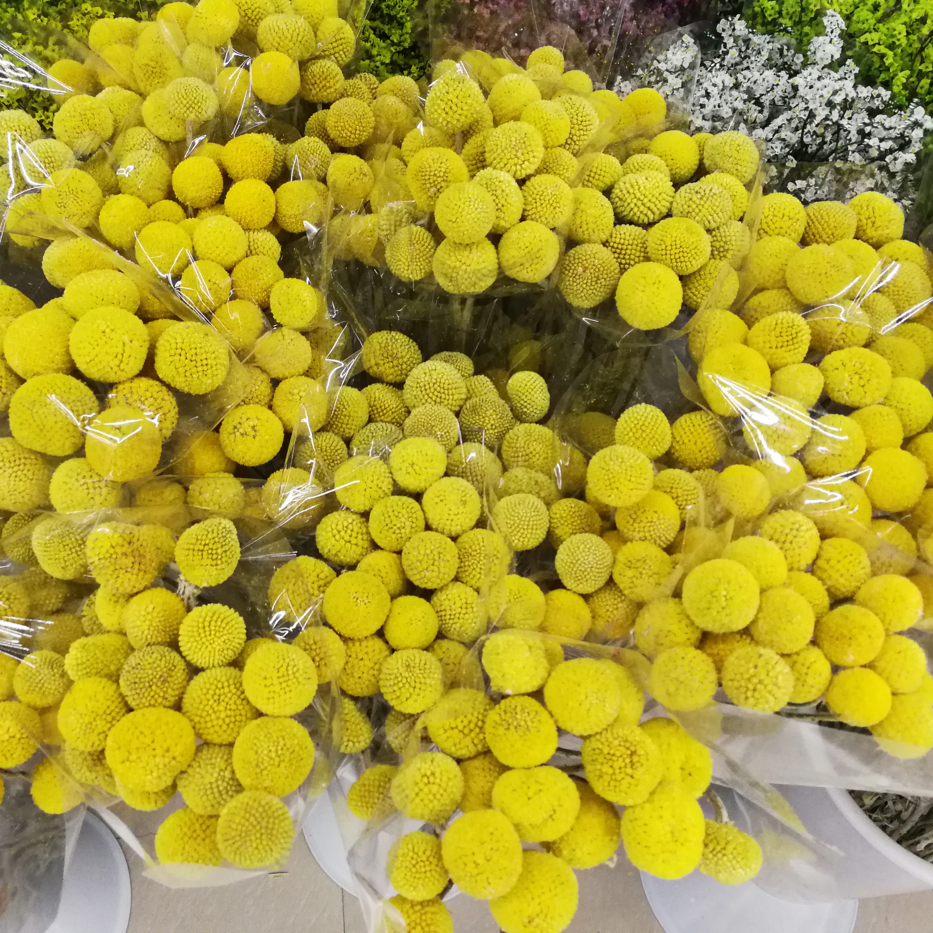 Natural Caspedia flower dry golden billy ball bunch for decorative flower
