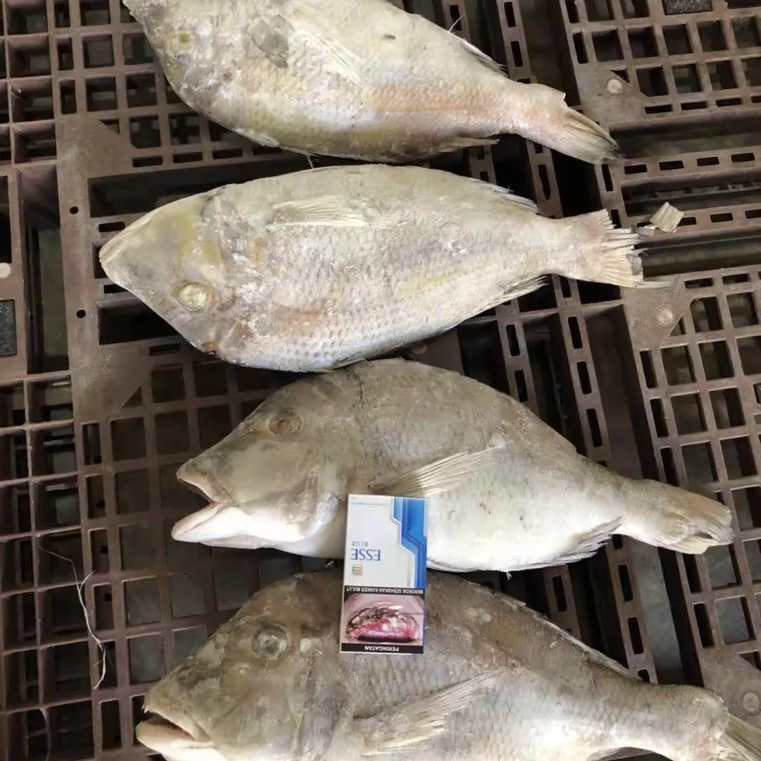 Good quality hot sale frozen emperor fish whole round