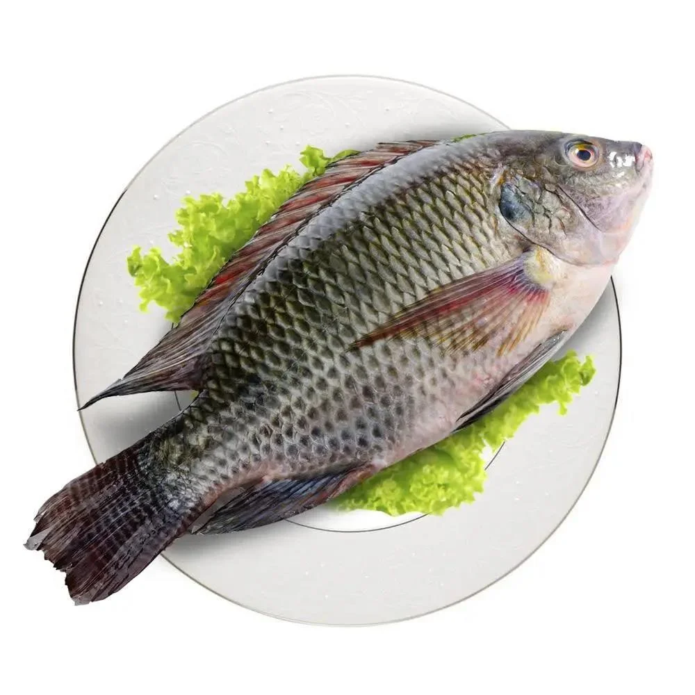 Seapride 300-500g fresh frozen black tilapia poisson wholesale price