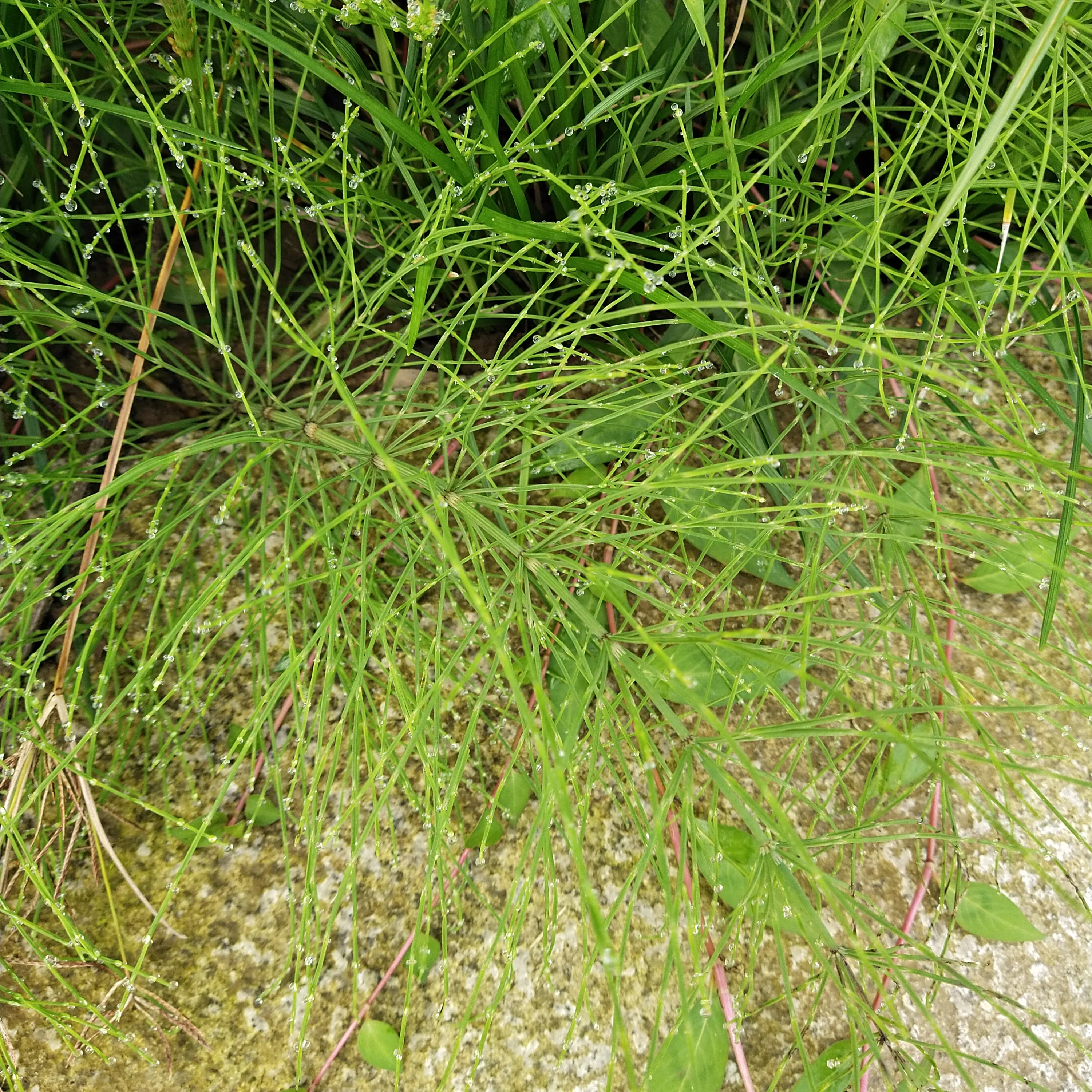 Китайский необработанный чай высушенный трава Equiseti Arvensis продажа обычного конского хвоста 1 кг