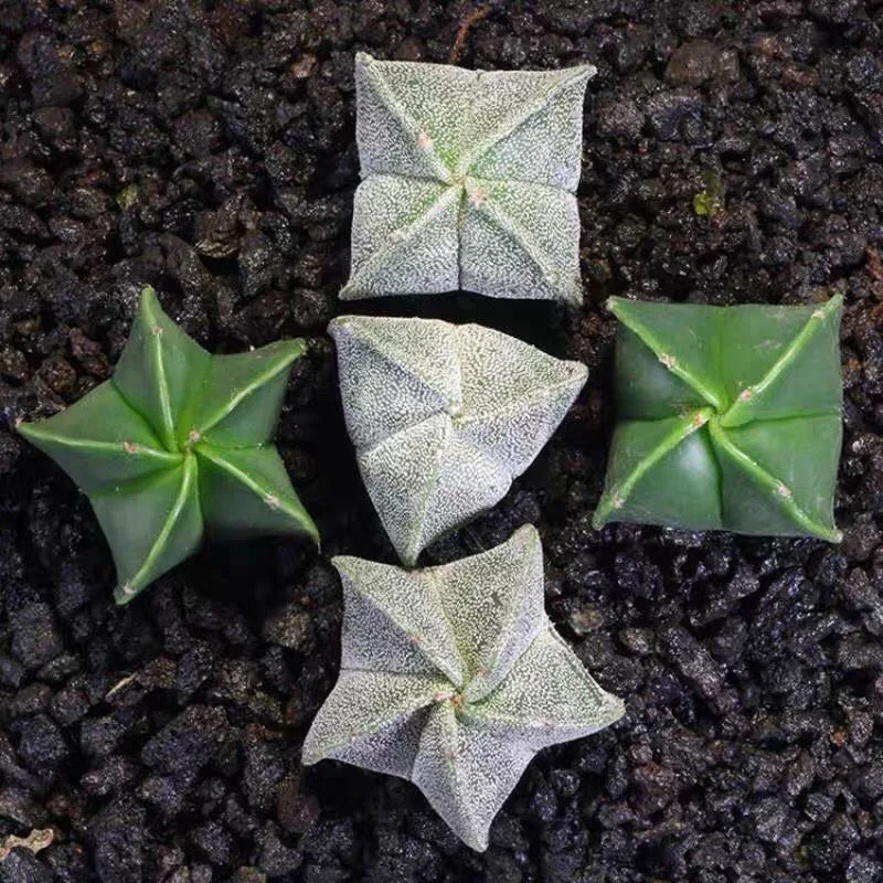 
Top Sale Guaranteed Quality Wholesale Lithops Natural Succulents Cactus 