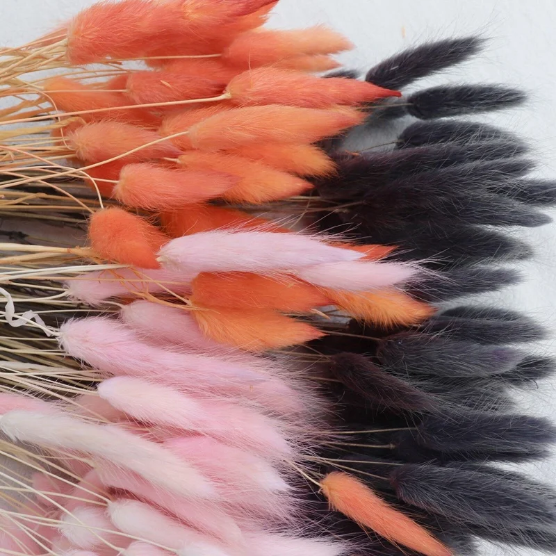 Yunnan Hot Sale Bunny Tails Grass Home Decorative Dried Flowers Black Lagurus Ovatus