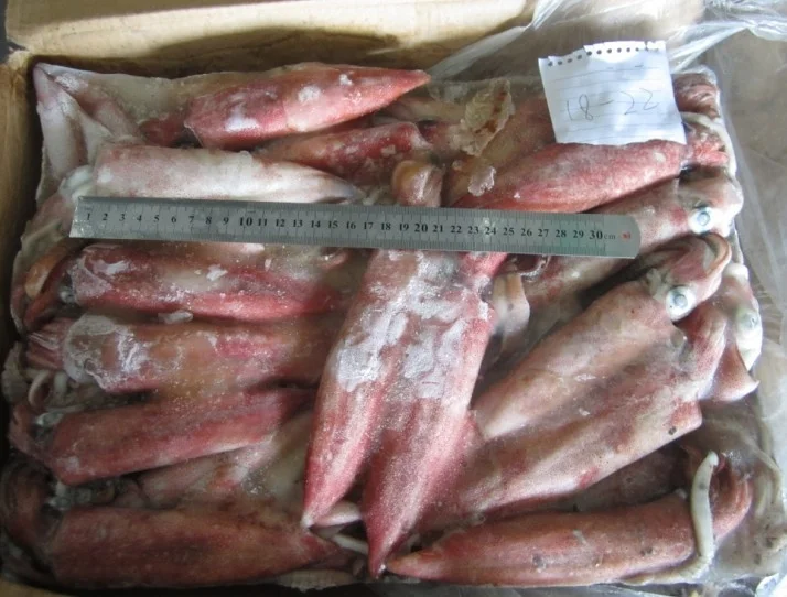 Wholesale Illex Whole Frozen Squid