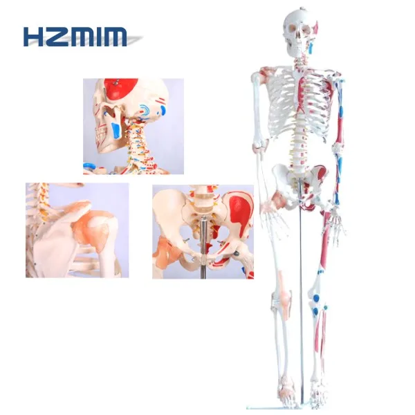 Human Anatomical Model 85cm Human Skeleton Model