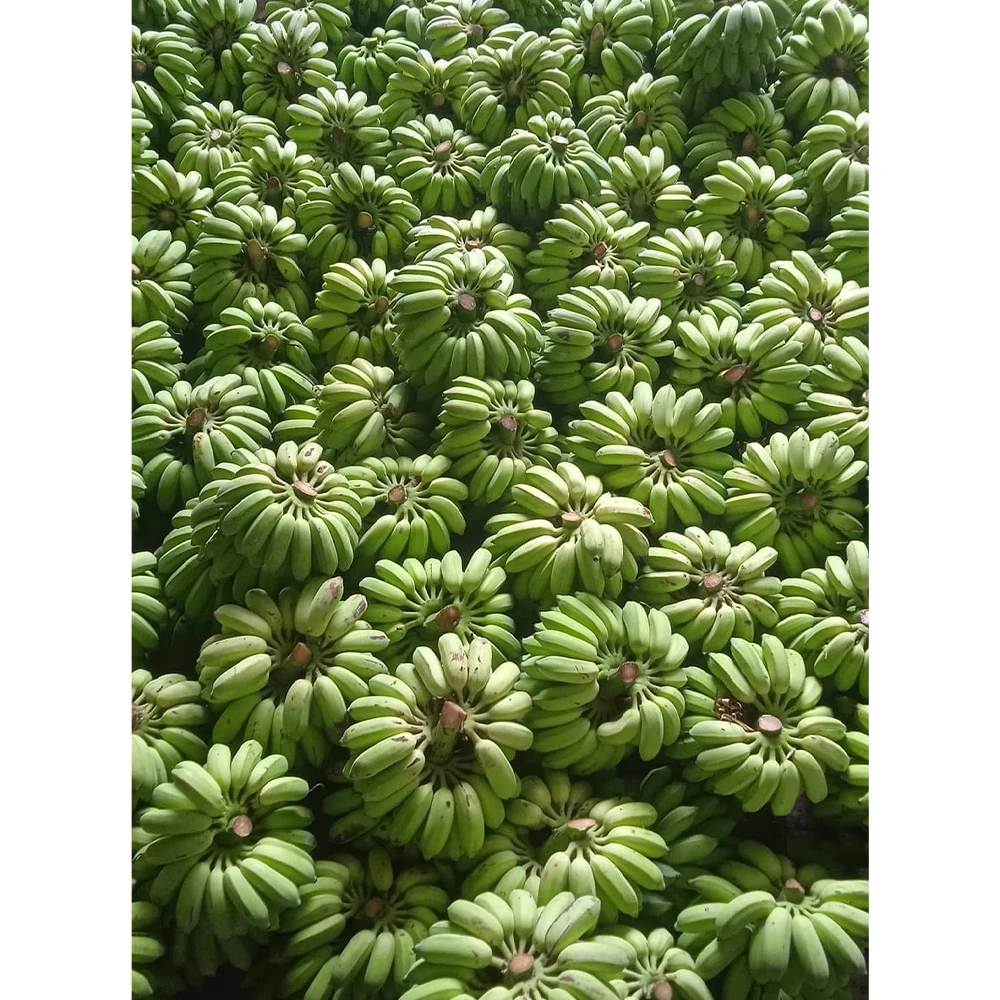 Fresh Banana Cultivated Green Banana With Factory Price Originated From Viet Nam Manufacturer +84962246940