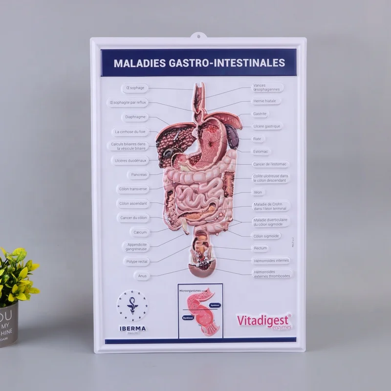 3D embossed Medical PVC Wall Chart