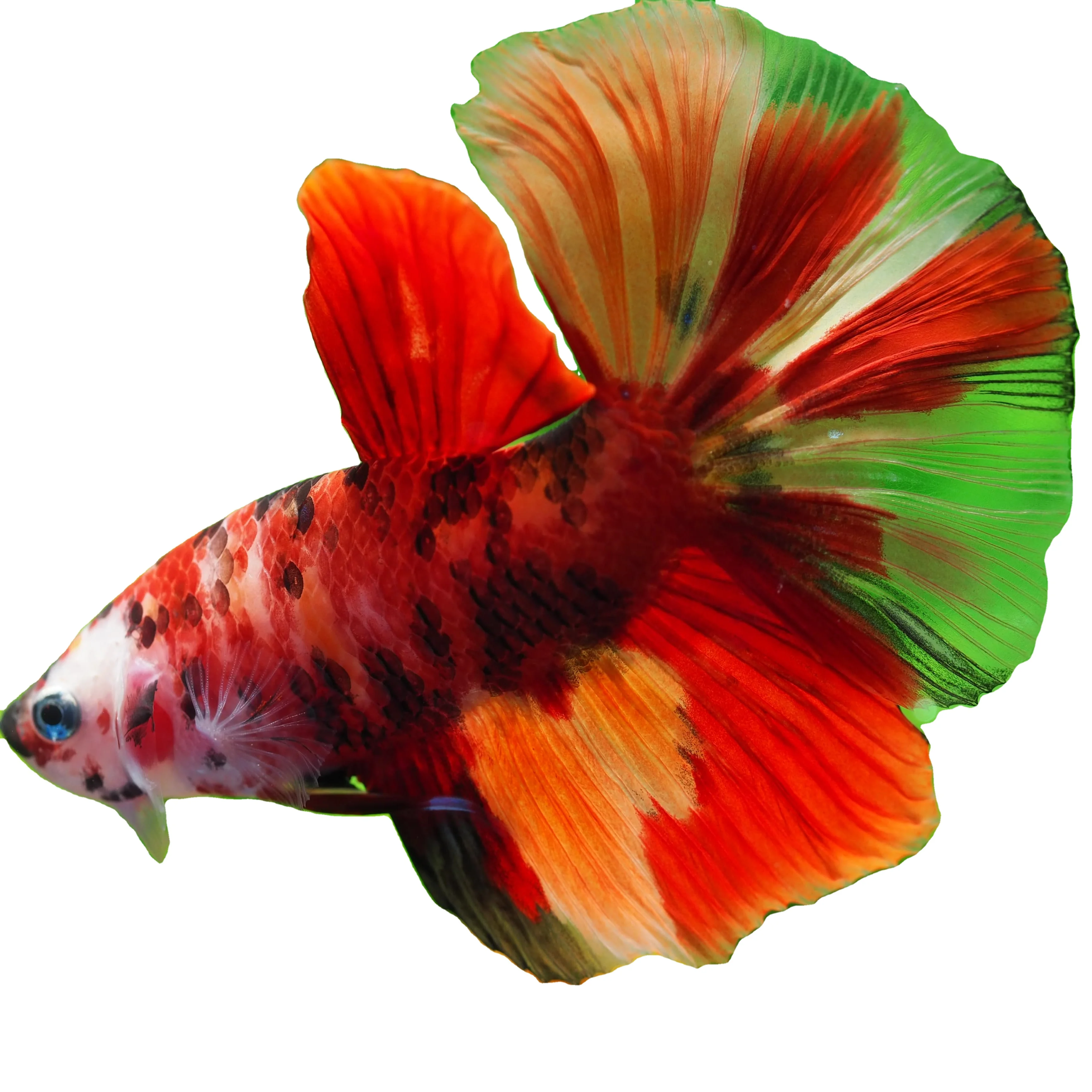 Рыба битта из Таиланда в разноцветном цвете хафлуна Немо Премиум-Качества плакат сиамская Боевая рыба декоративные аквариумы