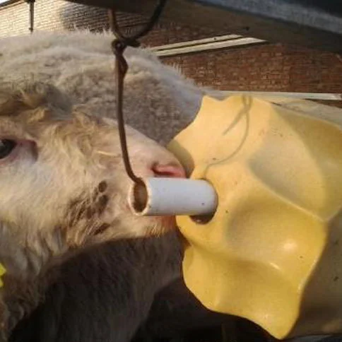 Кормовая соль, пищевой блок, Пищевой пищевой кирпич для крупного рогатого скота, овцы