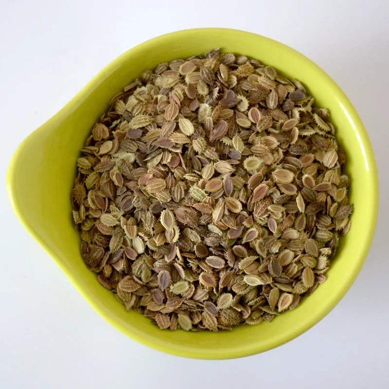 
Hot sale suitable seed flower potted Lace Flower white flower seeds 