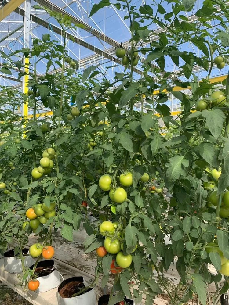 factory sell export directly Agriculture PP  Packing Baler Tomato Twine with natural white color
