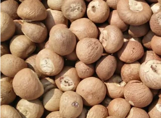 Betel Nut - high quality products - high prices in the market in 2023