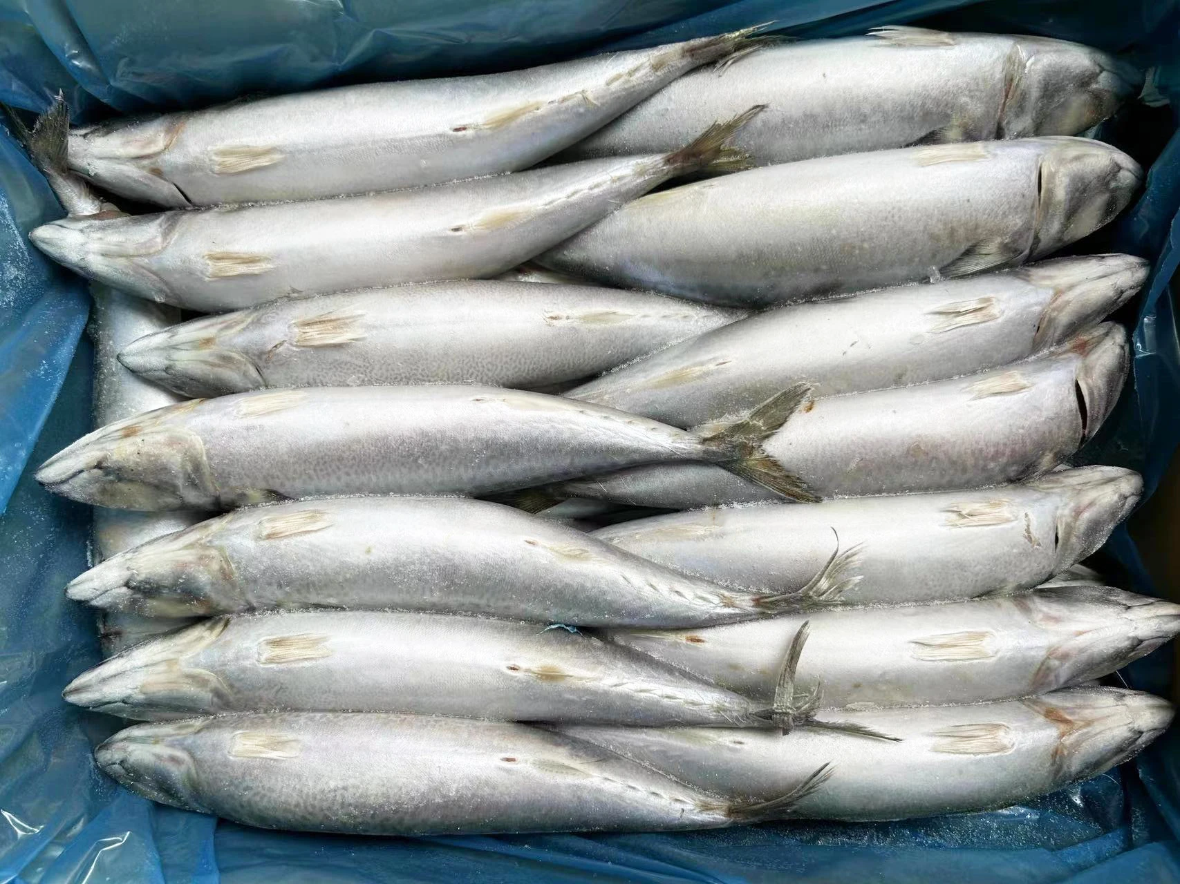 Горячая распродажа свежая замороженная скумбрия IQF Japonicus