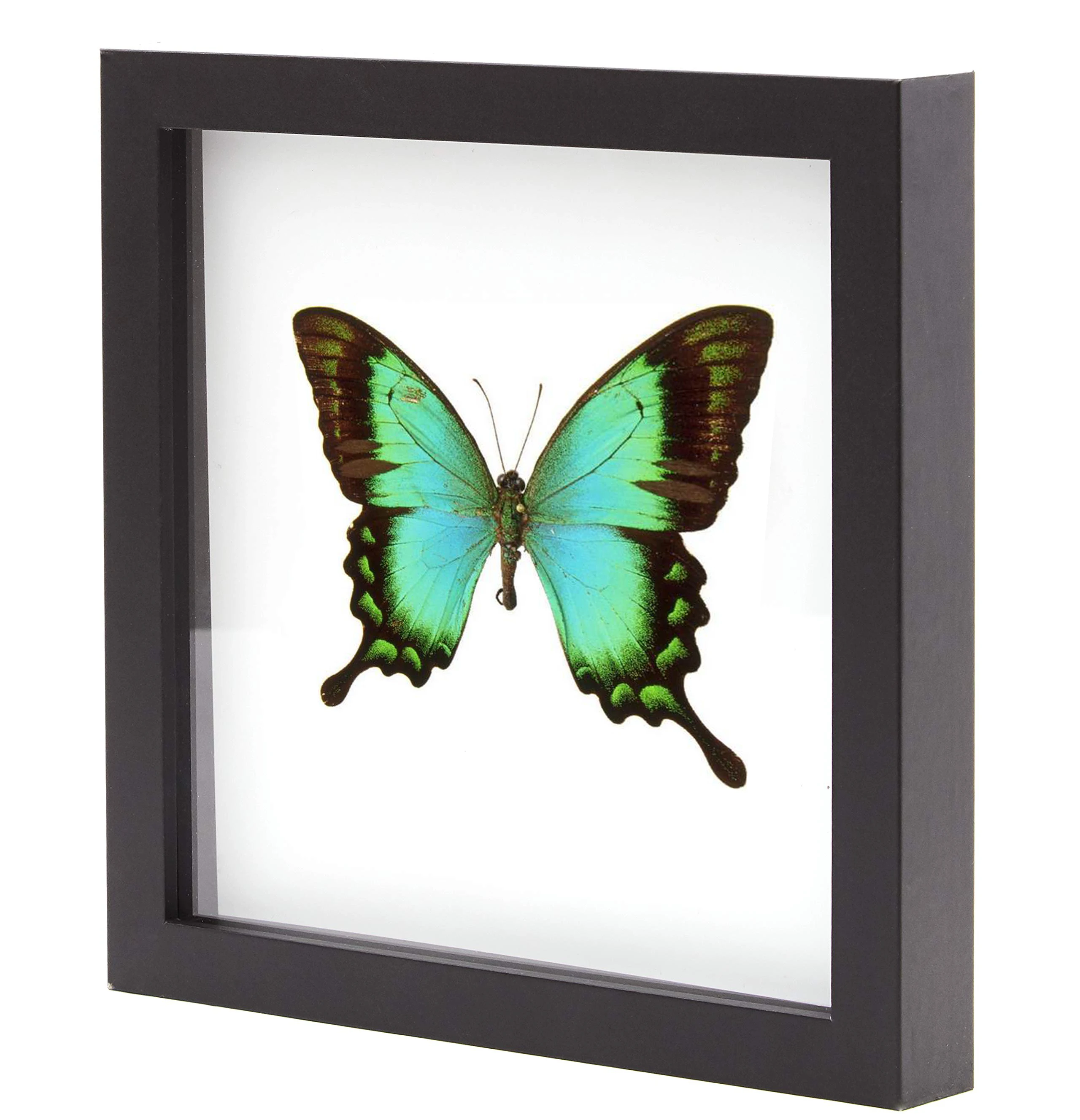 Hot Sale Simple And Popular 4*6 6*6 6*8 Inch Custom Specimen Frames With Wooden Glass 3d Shadow Box Frame