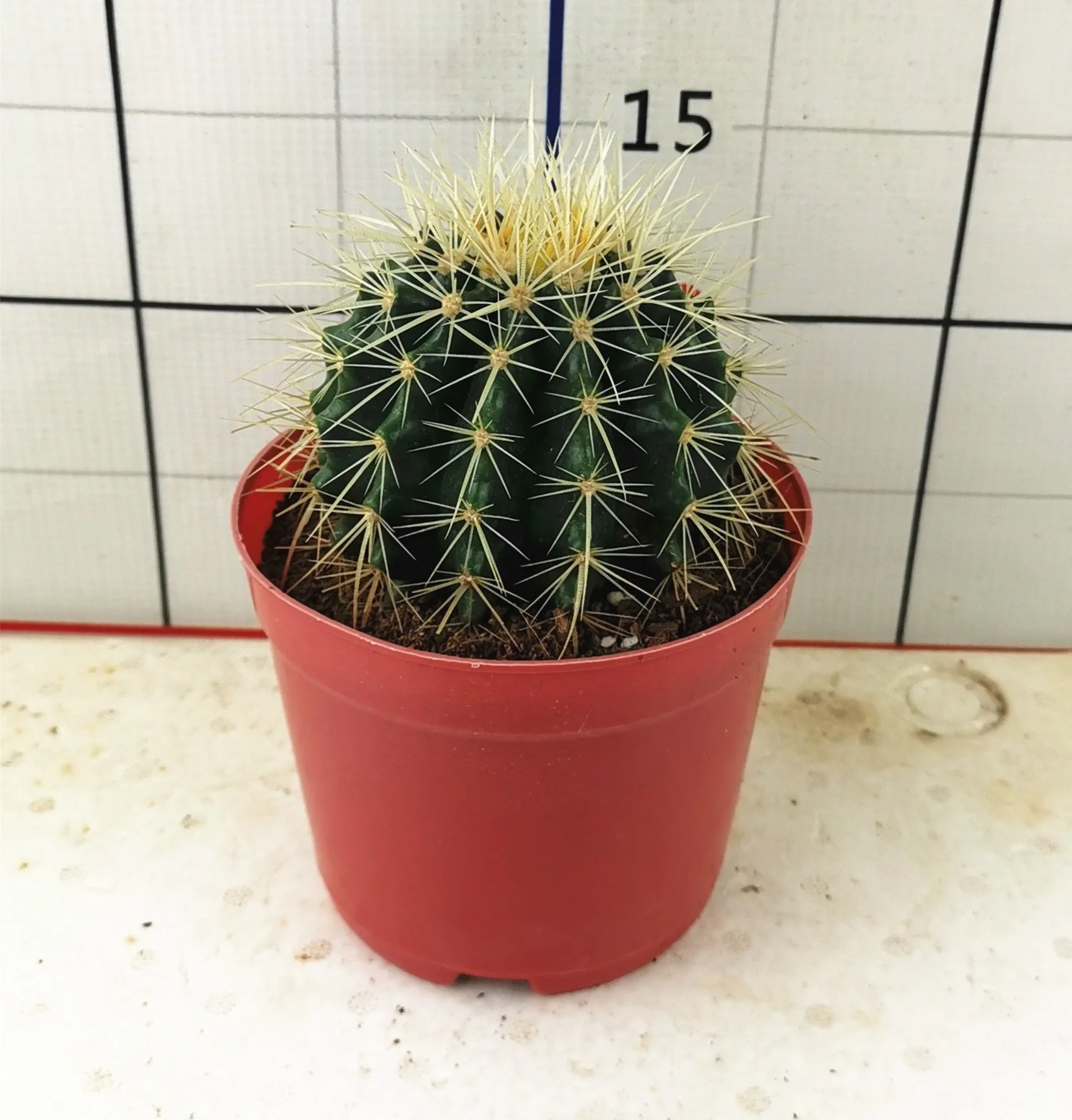 
Cactus Echinocactus grusonii 