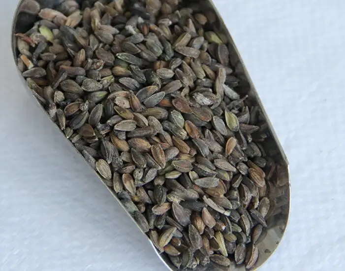 Fei zhou ju dry vegetable Natural Transvaal or Gerbera daisy Gebera Jamesonii seeds