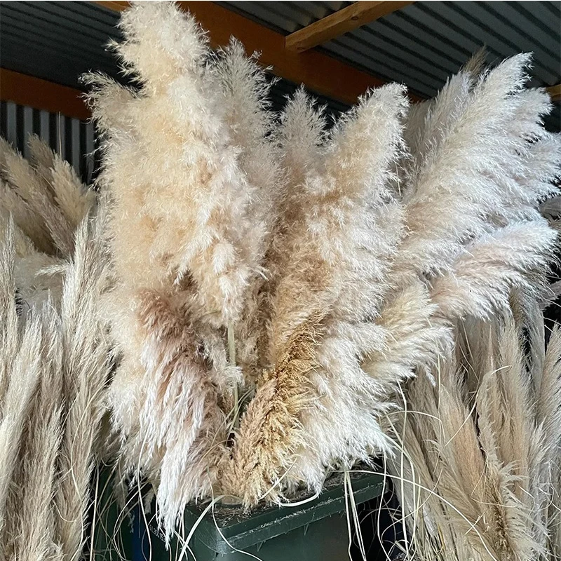 Amazon Hot Selling DriedNatural Flowers 120cm Long Beige Brown Large Pampas Grass for Wedding Home Decoration