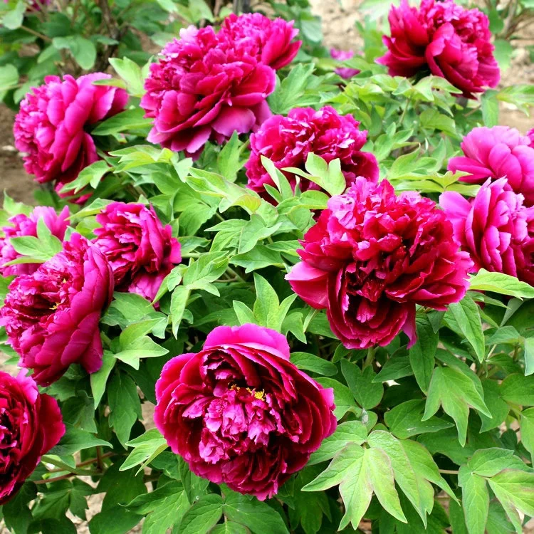 yellow white red purple pink green black blue multi-colour tree peony plant nursery