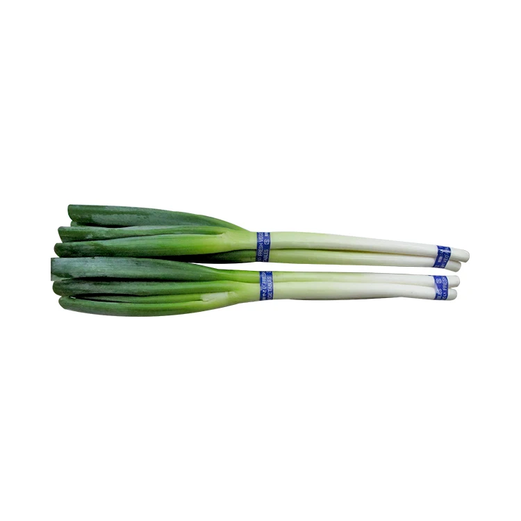 
High quality vegetables fresh welsh onion with low price 