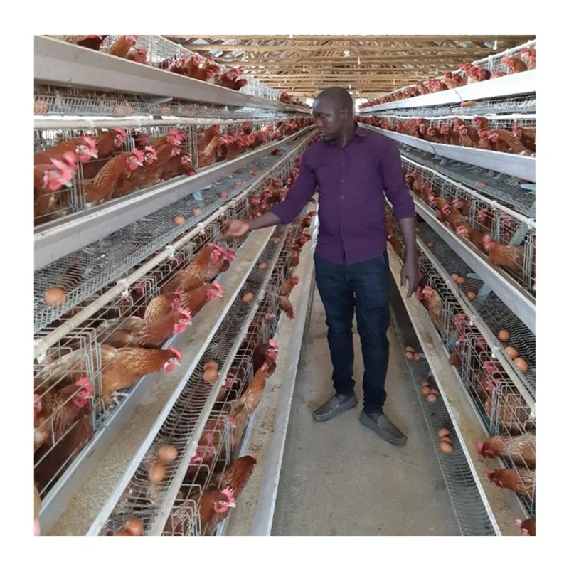 128/160 Birds Layer Chicken Poultry Battery Cages Price For 500-8000 Chickens Farm