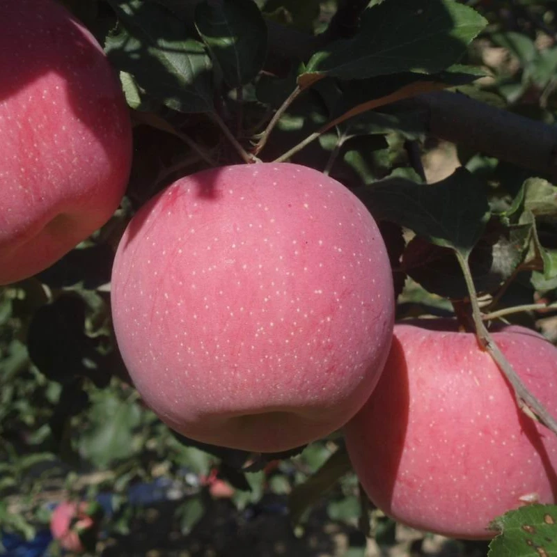 fresh chinese fuji apple /red delicious apple