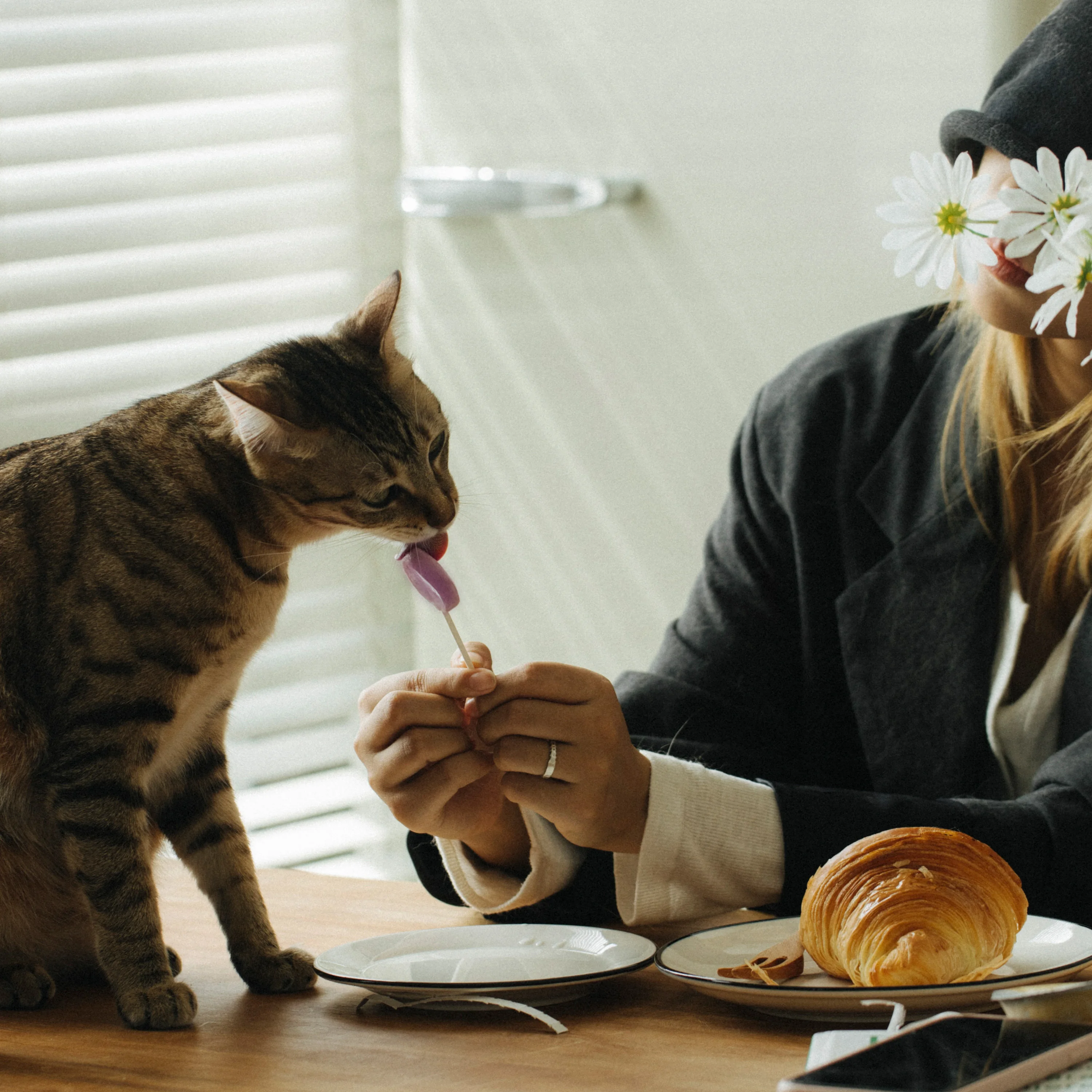 Ranova OEM freeze dried dog food pet treat and cat food